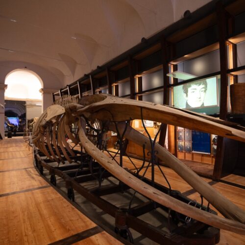 Ad agosto ingresso gratuito al Museo Regionale di Scienze Naturali di Torino