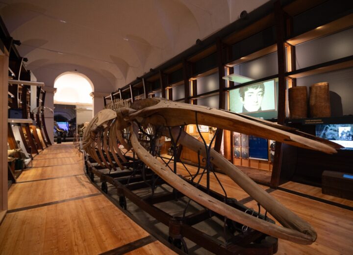 Ad agosto ingresso gratuito al Museo Regionale di Scienze Naturali di Torino
