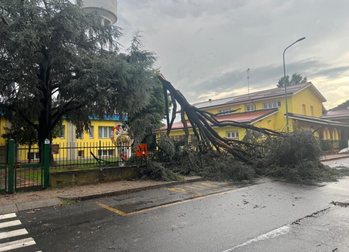 Maltempo: a Frugarolo alberi abbattuti dal vento. Crolla un cedro nel cortile della scuola