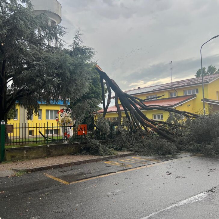 Maltempo: a Frugarolo alberi abbattuti dal vento. Crolla un cedro nel cortile della scuola