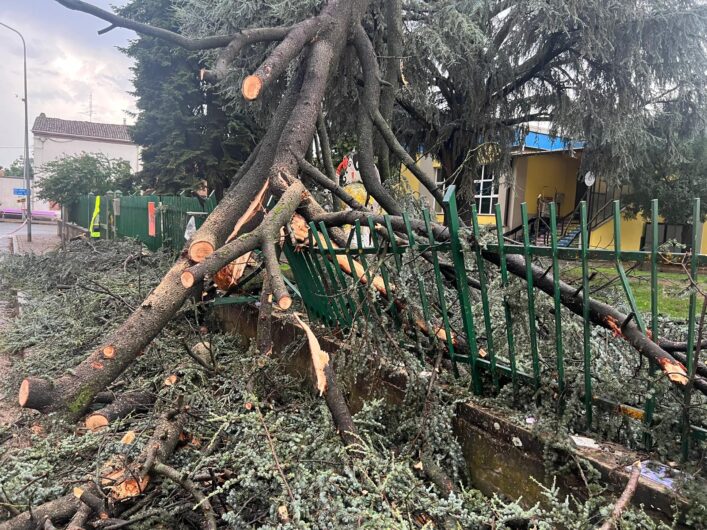 Maltempo: a Frugarolo alberi abbattuti dal vento. Crolla un cedro nel cortile della scuola