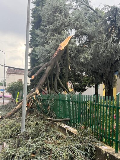 Maltempo: a Frugarolo alberi abbattuti dal vento. Crolla un cedro nel cortile della scuola