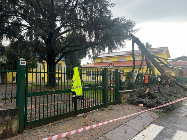Maltempo: a Frugarolo alberi abbattuti dal vento. Crolla un cedro nel cortile della scuola