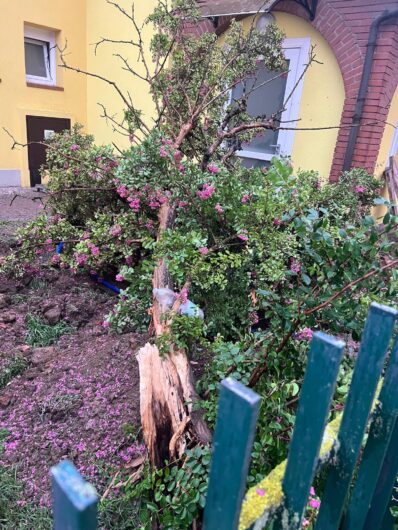 Maltempo: a Frugarolo alberi abbattuti dal vento. Crolla un cedro nel cortile della scuola
