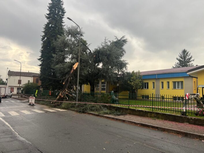 Maltempo: a Frugarolo alberi abbattuti dal vento. Crolla un cedro nel cortile della scuola
