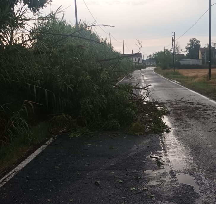 Maltempo: piante abbattute dal vento in alcune strade di Masio