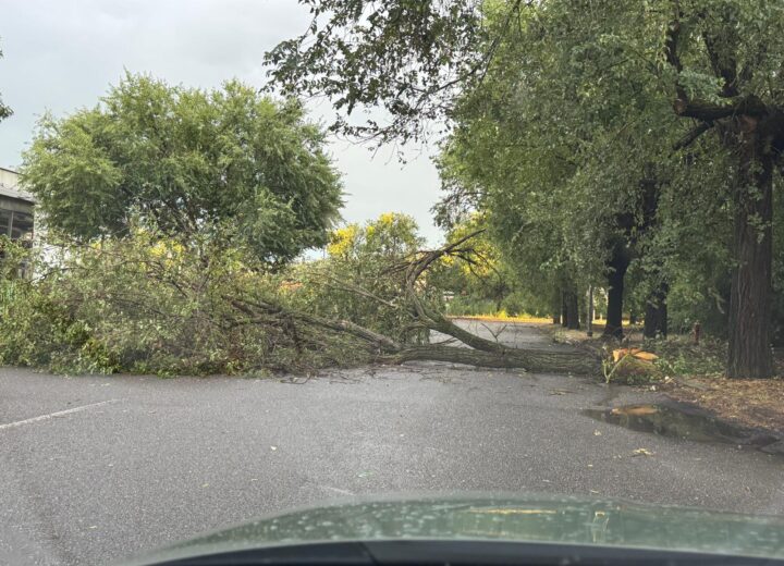 Maltempo: alberi e abbattuti dal vento in provincia di Alessandria. Novi tra i Comuni più colpiti