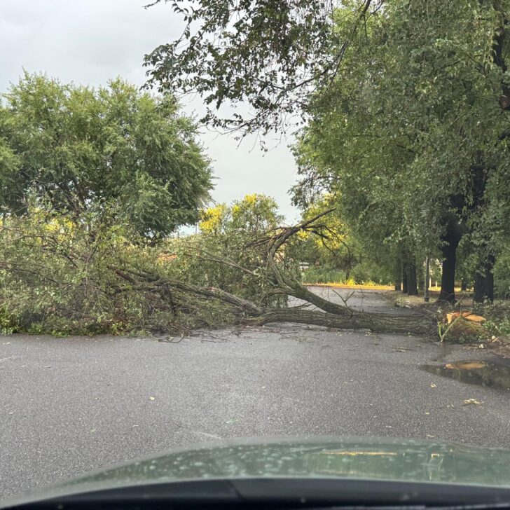 Maltempo: alberi e abbattuti dal vento in provincia di Alessandria. Novi tra i Comuni più colpiti