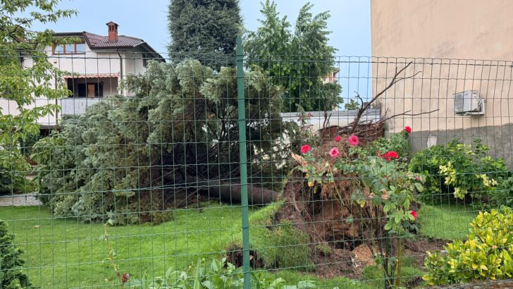 Maltempo: alberi e abbattuti dal vento in provincia di Alessandria. Novi tra i Comuni più colpiti