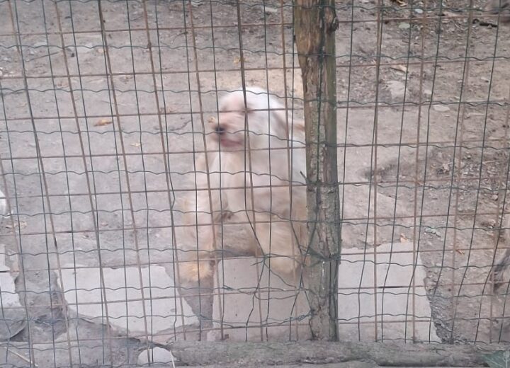 Vivevano nel degrado e senza cure. Oipa salva cinque cani
