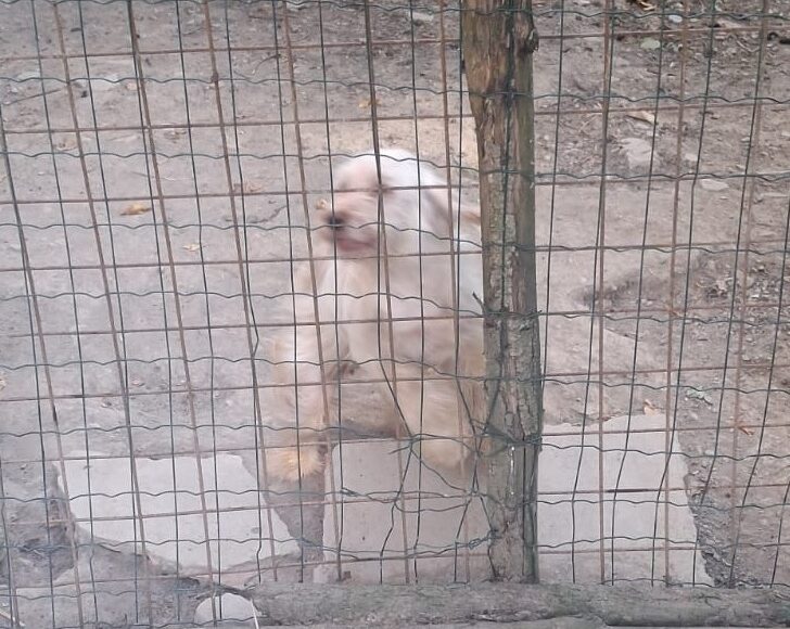Vivevano nel degrado e senza cure. Oipa salva cinque cani