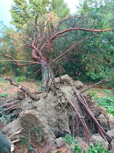 Tetti scoperchiati, alberi caduti e colture a rischio: a Casal Cermelli la conta dei danni dopo il maltempo