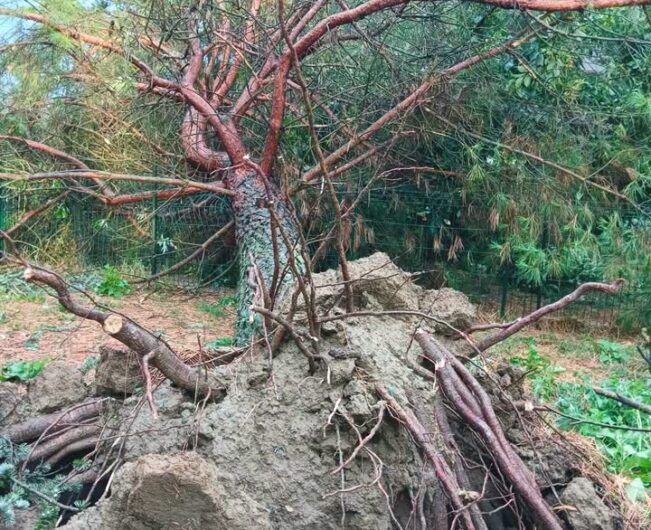 Tetti scoperchiati, alberi caduti e colture a rischio: a Casal Cermelli la conta dei danni dopo il maltempo