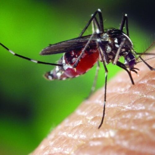 West Nile virus: muore pensionato 80enne a Novara