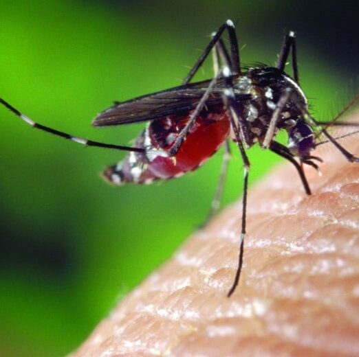 West Nile virus: muore pensionato 80enne a Novara