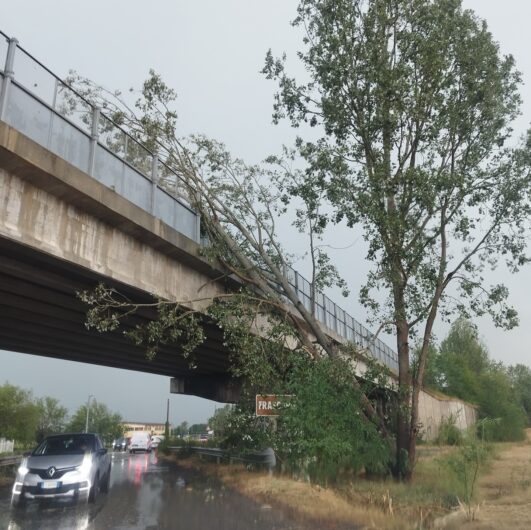 Maltempo nell’Alessandrino: alberi caduti, danni a tetti e disagi alla circolazione