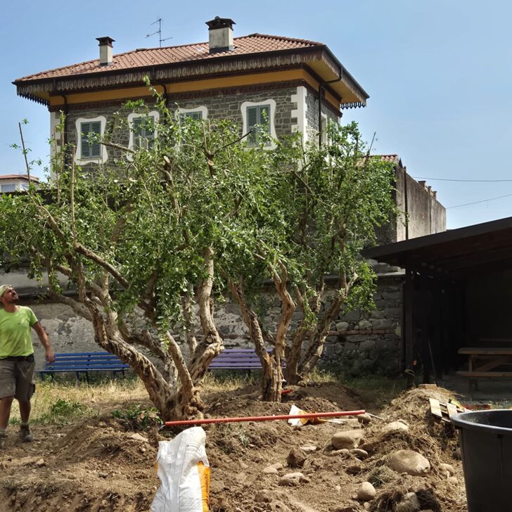 I melograni della Fons Vitae trovano una nuova casa a Biella. Trasferiti nel parco della scuola XXV Aprile