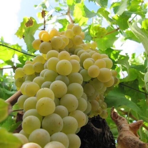 Il caldo accelera la raccolta delle uve e in Oltrepò Pavese la vendemmia parte a fine luglio