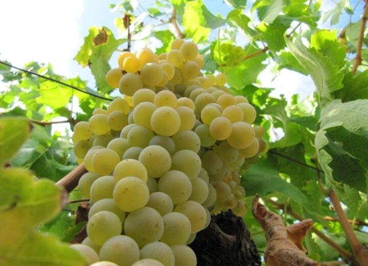 Il caldo accelera la raccolta delle uve e in Oltrepò Pavese la vendemmia parte a fine luglio