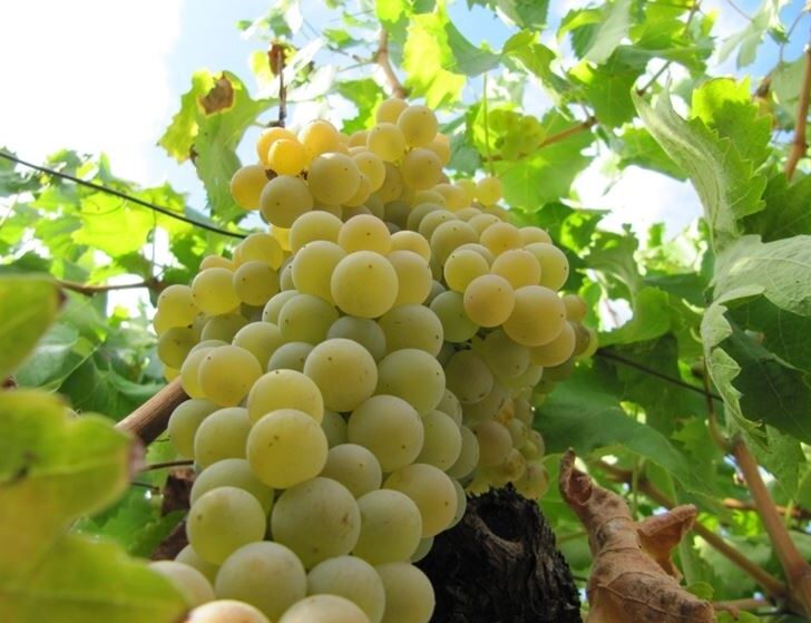 Il caldo accelera la raccolta delle uve e in Oltrepò Pavese la vendemmia parte a fine luglio