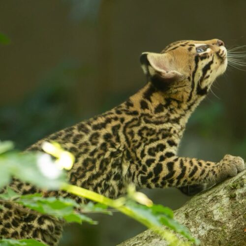 Cucciolo di ocelot nato al Parco Faunistico La Torbiera di Novara: la notizia vola sui social