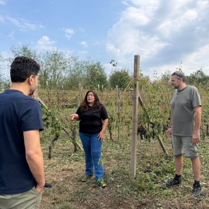 Maltempo nel Novarese, vigneti e campi azzerati: «Perso il lavoro di un anno».