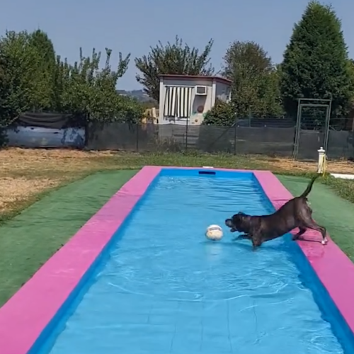 Chi ha detto che le piscine sono solo per gli umani? Al canile si tuffano anche gli amici a 4 zampe
