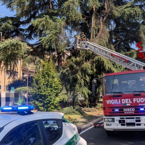 Rami e tegole pericolanti a Pavia: intervengono i Vigili del Fuoco