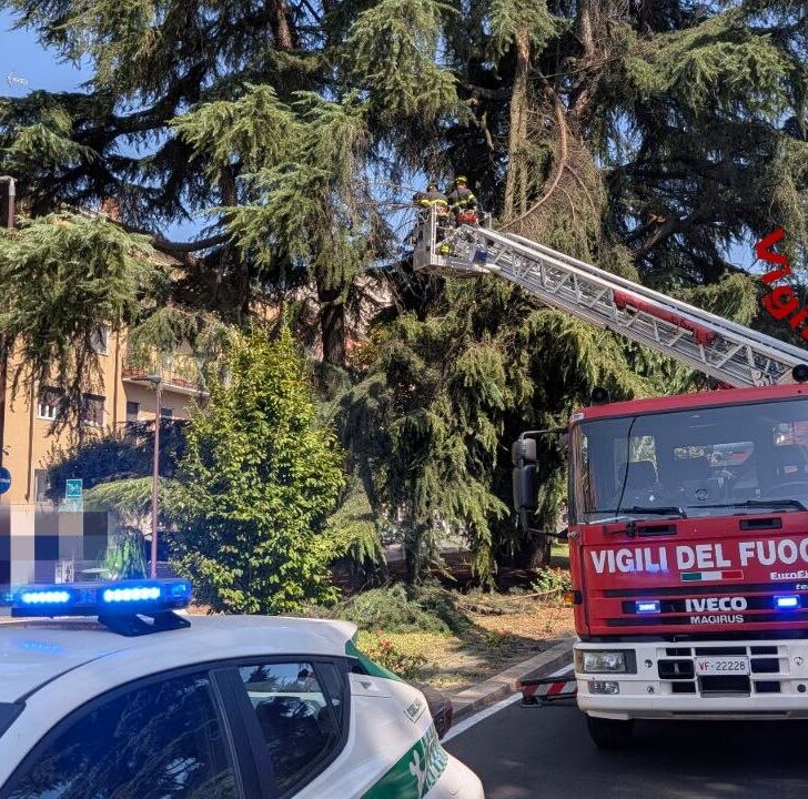 Rami e tegole pericolanti a Pavia: intervengono i Vigili del Fuoco