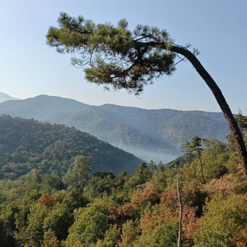 Incendio Mornese: oltre 150 ettari di bosco in fumo. Riprendono i voli per spegnere le fiamme