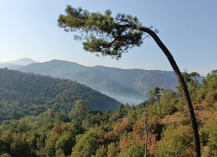 Incendio Mornese: oltre 150 ettari di bosco in fumo. Riprendono i voli per spegnere le fiamme