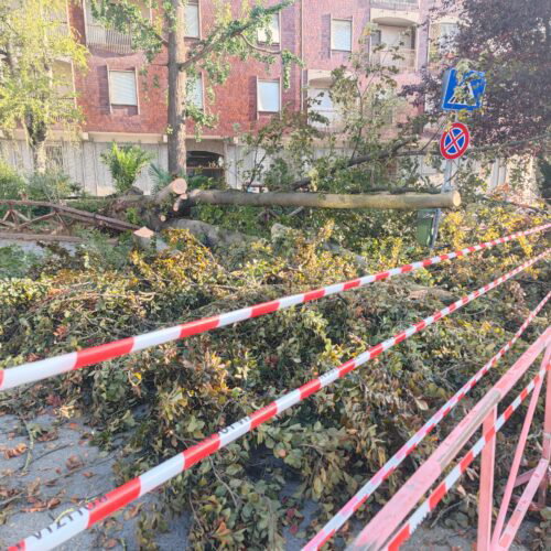 Alberi caduti e calcinacci: ad Alessandria la conta dei danni e l’appello ai privati per la sicurezza degli immobili