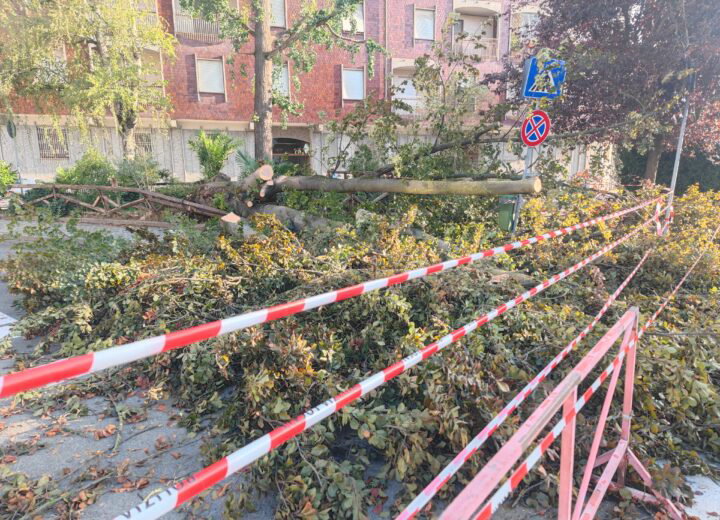 Alberi caduti e calcinacci: ad Alessandria la conta dei danni e l’appello ai privati per la sicurezza degli immobili