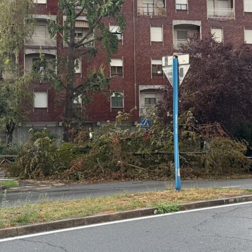 Maltempo ad Alessandria: le forti raffiche di vento abbattono un albero in corso IV Novembre