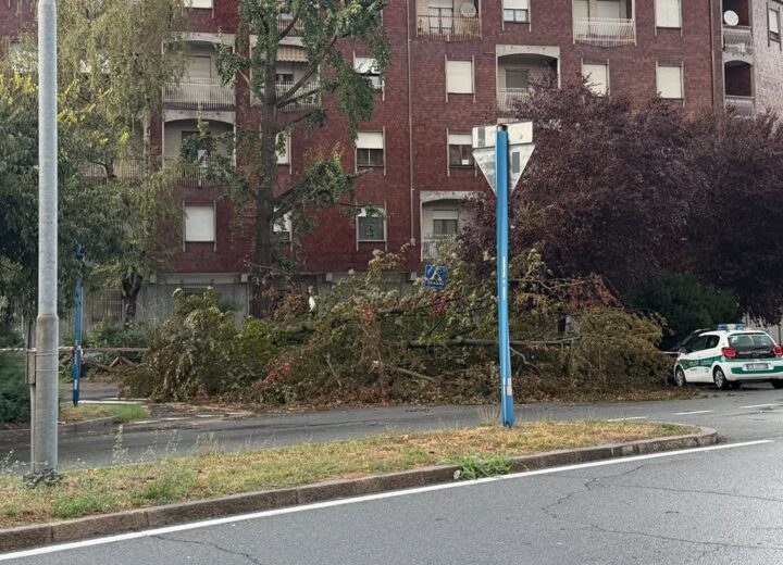 Maltempo ad Alessandria: le forti raffiche di vento abbattono un albero in corso IV Novembre