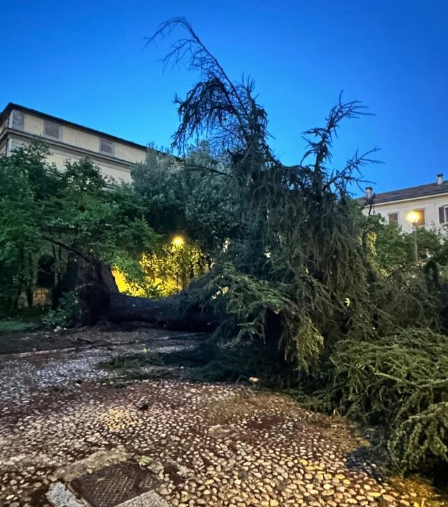 Maltempo a Pavia: viale Matteotti e Allea chiuse al transito per un albero pericolante