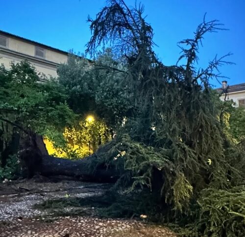 Maltempo a Pavia: viale Matteotti e Allea chiuse al transito per un albero pericolante