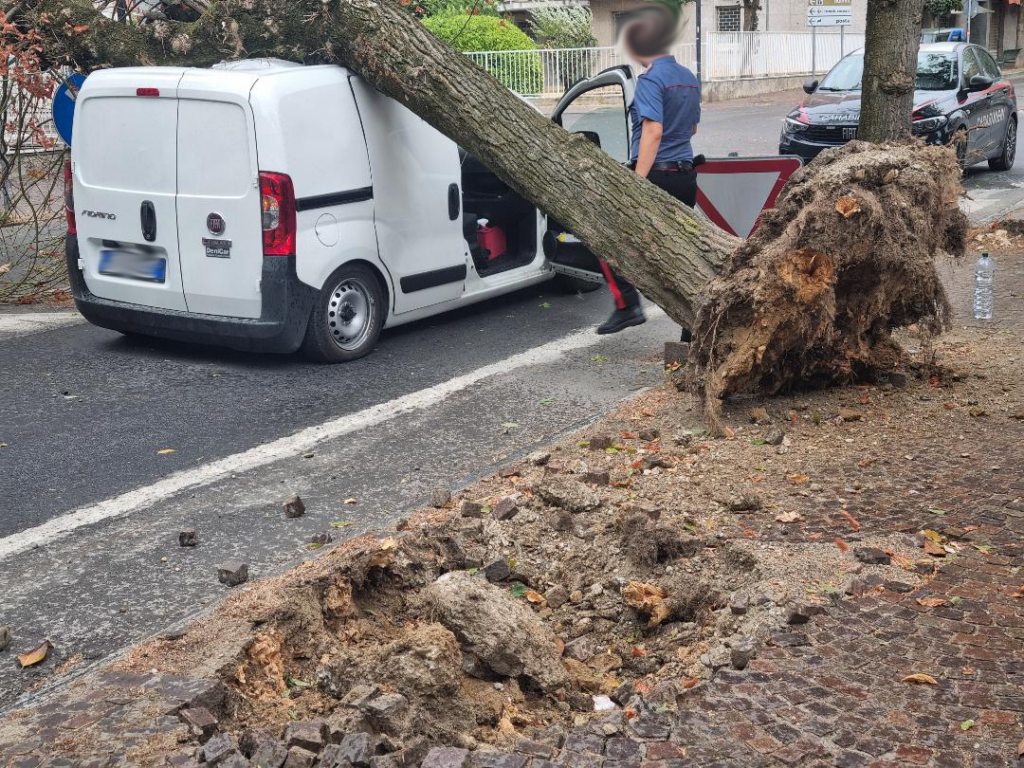 Albero sradicato valenza