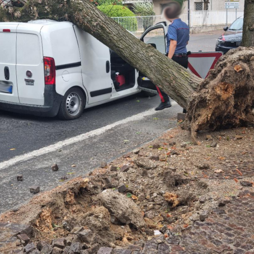 Maltempo: a Valenza albero cade e centra un furgoncino