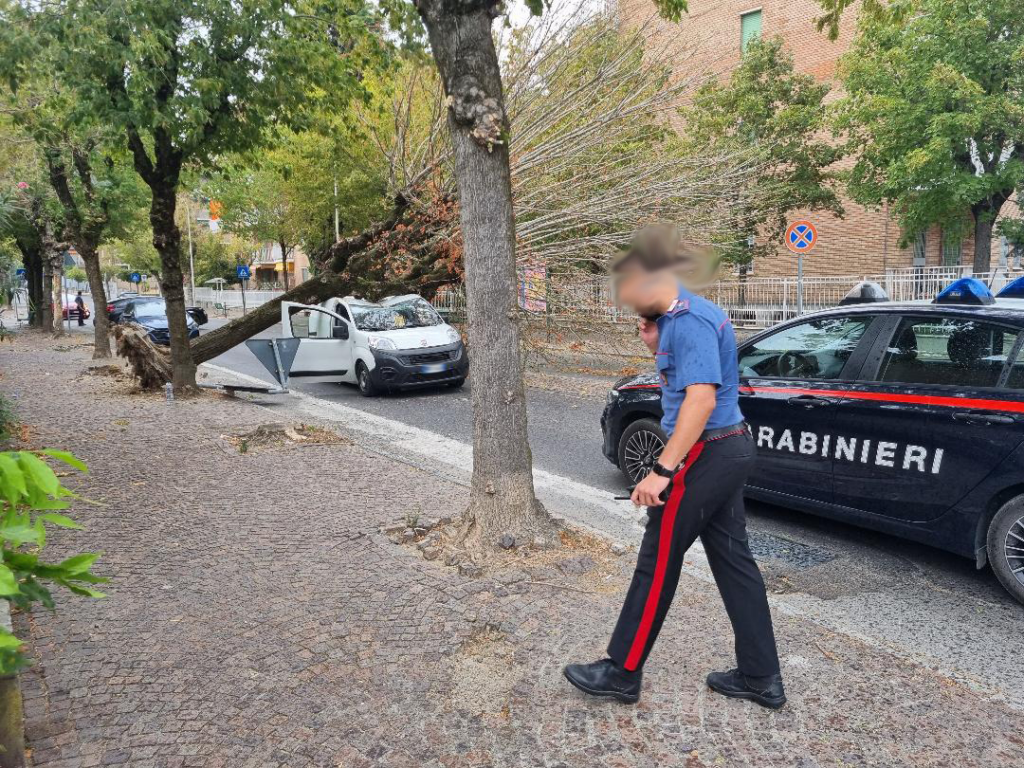 Albero sradicato valenza