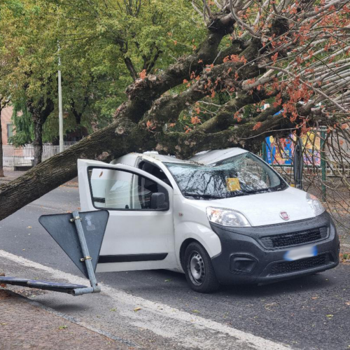 Maltempo: a Valenza albero cade e centra un furgoncino