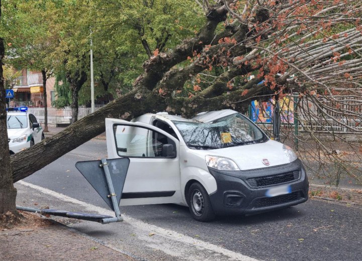 Albero sradicato dal maltempo finisce su furgoncino a Valenza. L’assessore Temporin: “Era stato controllato, non risultava a rischio”