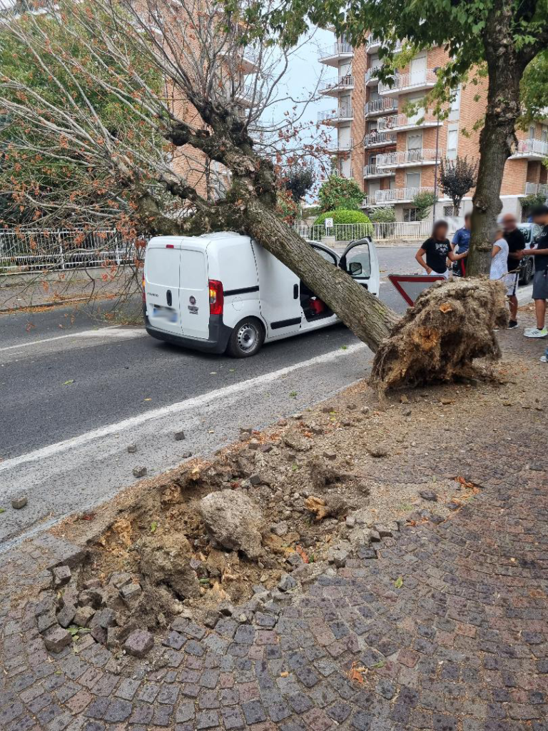 Albero sradicato valenza