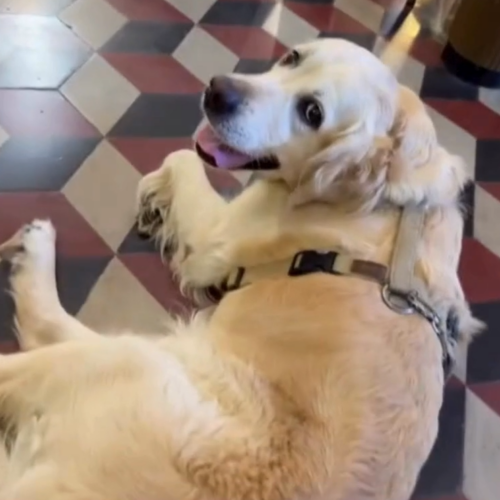 Il Monferrato celebra San Rocco e i ‘suoi’ cani