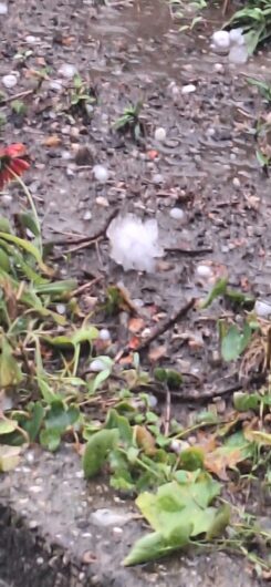 Maltempo: alberi sulle strade e sulle auto ad Alessandria, grandine in provincia