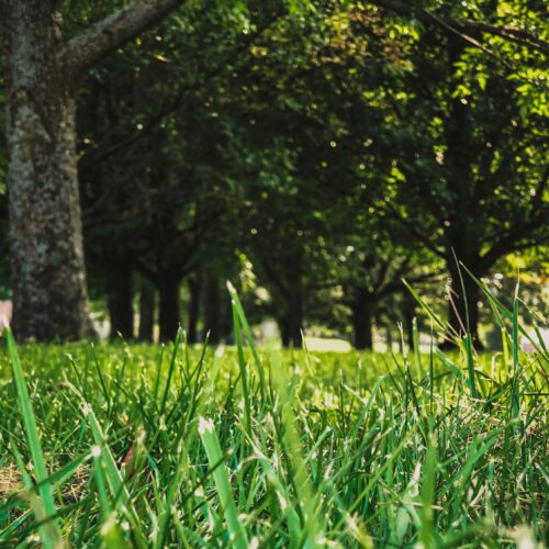 Più alberi ad Alessandria: la petizione per avere una città più verde supera le mille firme