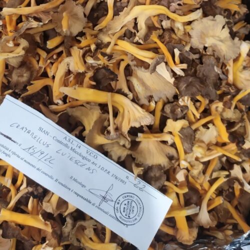 Funghi, l’ASL VCO fa da sentinella: 35 raccolti a rischio fermati prima di arrivare in tavola