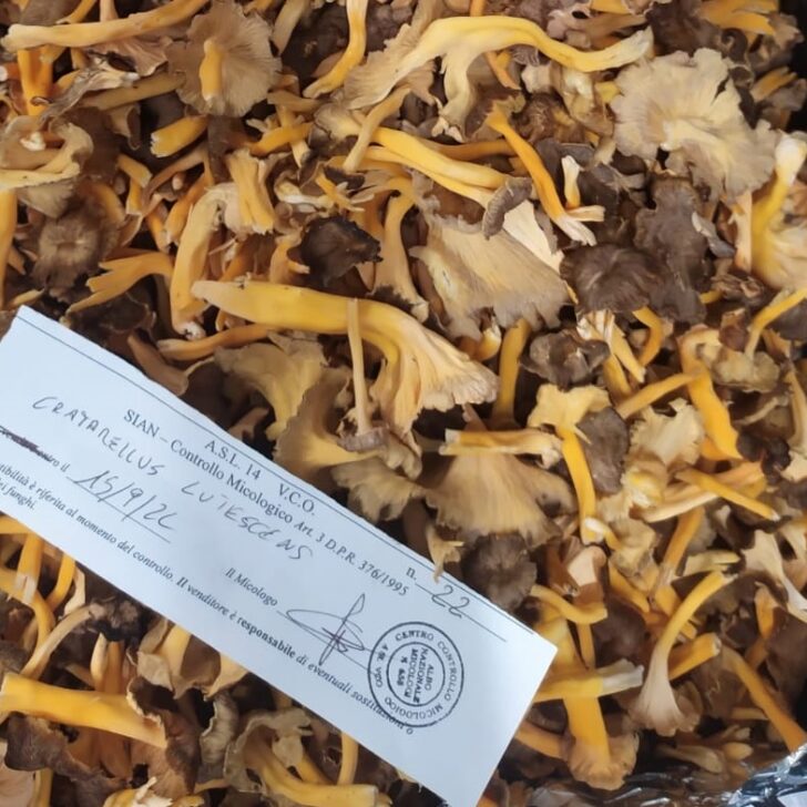 Funghi, l’ASL VCO fa da sentinella: 35 raccolti a rischio fermati prima di arrivare in tavola