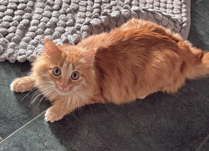Ritrovata la gattina “Sanny” ad Alessandria