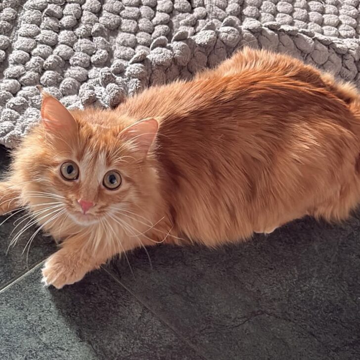 Appello per ritrovare la gattina “Sanny”, scomparsa in centro ad Alessandria